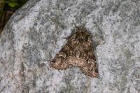 Pachetra sagittigera