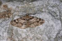 Cleora cinctaria