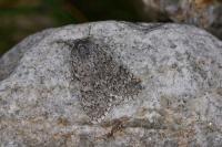 Acronicta euphorbiae