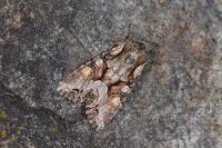 Lacanobia w-latinum