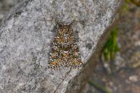 Hadena filograna