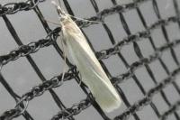 Crambus perlellus