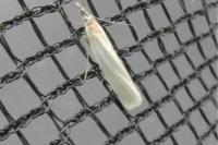 Crambus perlellus