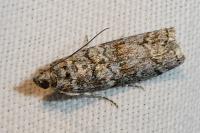 Dioryctria simplicella