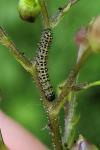 Cucullia scrophulariae