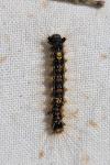 Lymantria dispar