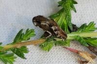 Pachycnemia hippocastanaria hippocastanaria