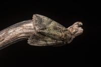 Polyphaenis sericata