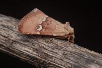 Haemerosia renalis