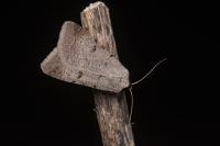 Lygephila craccae
