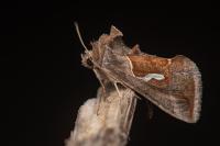 Macdunnoughia confusa