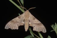 Marumba quercus