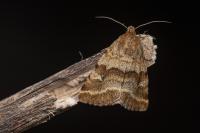 Synthymia fixa