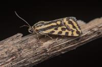 Emmelia trabealis