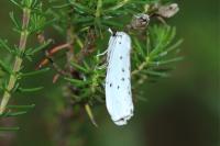 Coscinia cribraria cribraria