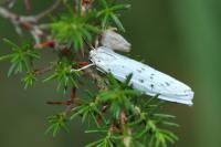 Coscinia cribraria cribraria