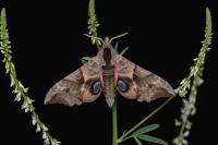 Smerinthus ocellatus ocellatus