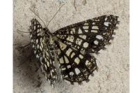 Chiasmia clathrata
