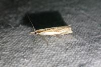 Crambus pascuella