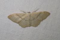 Idaea deversaria