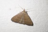 Herminia tarsipennalis