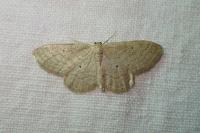 Scopula immutata