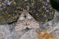 Calliteara pudibunda