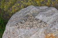 Biston betularia
