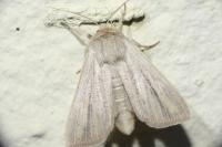 Mythimna pudorina