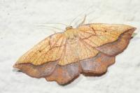 Epione repandaria