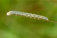 Eremobia ochroleuca