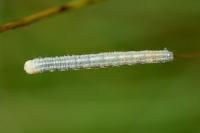 Eremobia ochroleuca