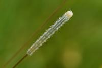 Eremobia ochroleuca