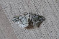 Cleorodes lichenaria