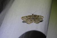 Peribatodes rhomboidaria rhomboidaria