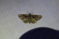 Peribatodes ilicaria ilicaria