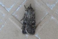 Euxoa nigrofusca