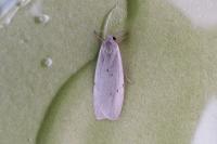 Pelosia muscerda