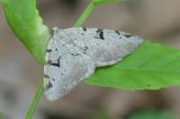 Macaria wauaria