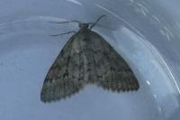 Tephronia sepiaria