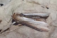 Cucullia verbasci
