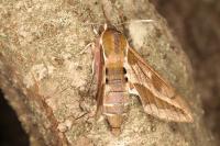 Hyles euphorbiae
