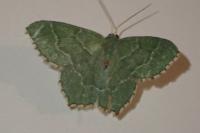 Hemithea aestivaria