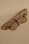Idaea dimidiata