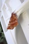 Selenia dentaria