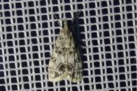 Eudonia lacustrata