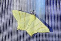 Ourapteryx sambucaria