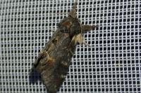 Notodonta dromedarius