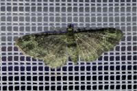 Pasiphila rectangulata