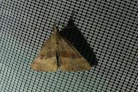 Hypena proboscidalis